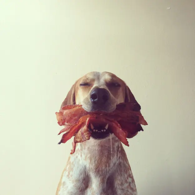 perros