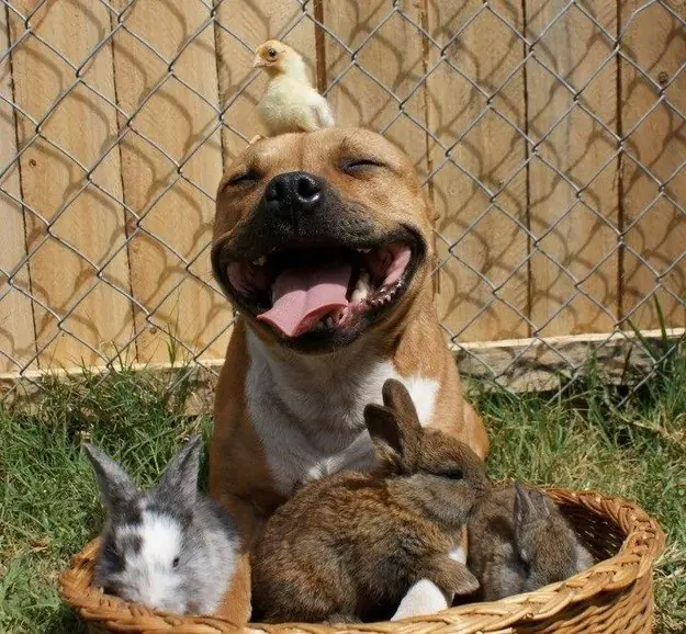perros