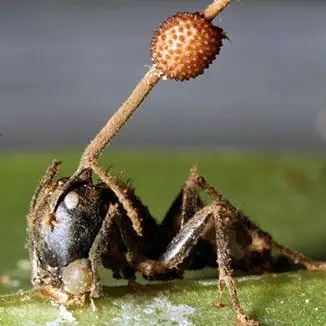 El hongo de "The Last of us" Existe