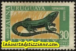 Lagarto Overo o Lagarato Común