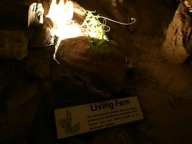 Las cavernas de San Antonio - Texas - USA