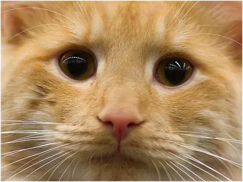 ¿Cuantos años viven los animales?