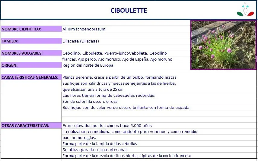 ciboulette