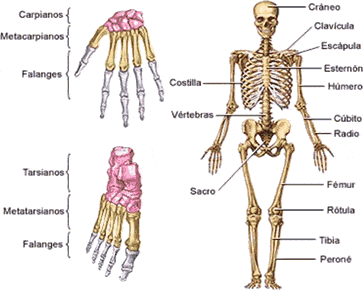 Sistema Oseo (Cuerpo Humano)