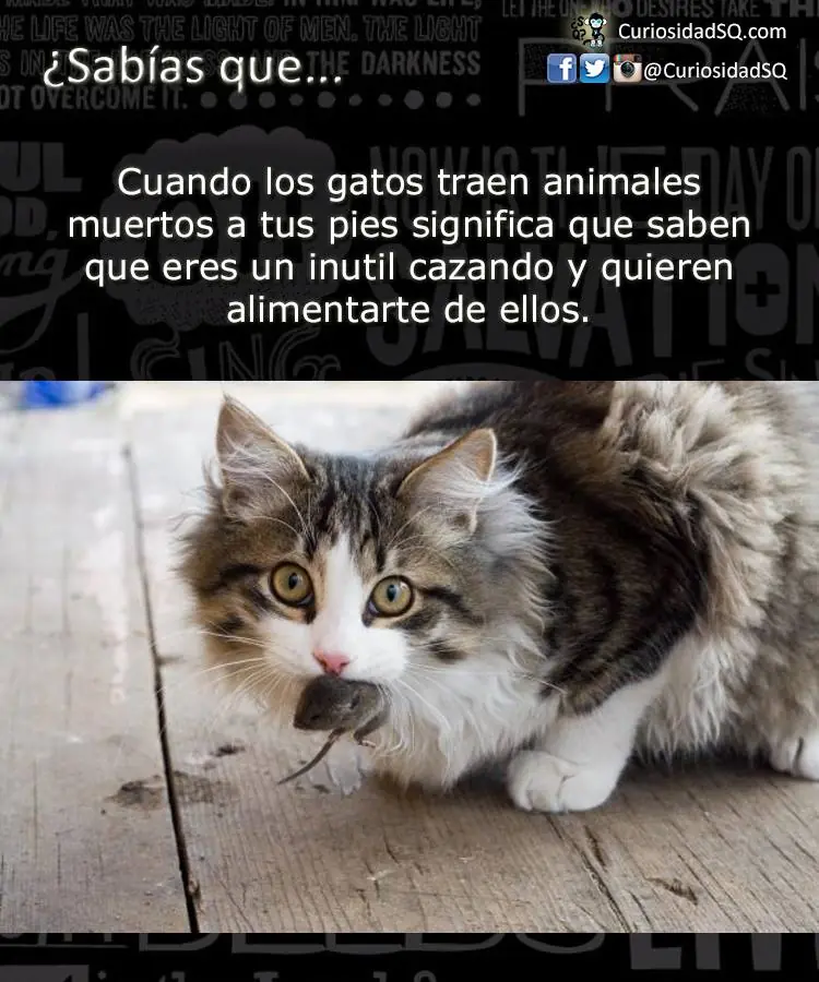Que