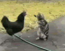 5+ si te ríes a carcajadas con estos gif - Terrible de HD