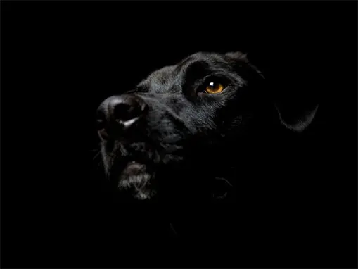 Test de Lusher
