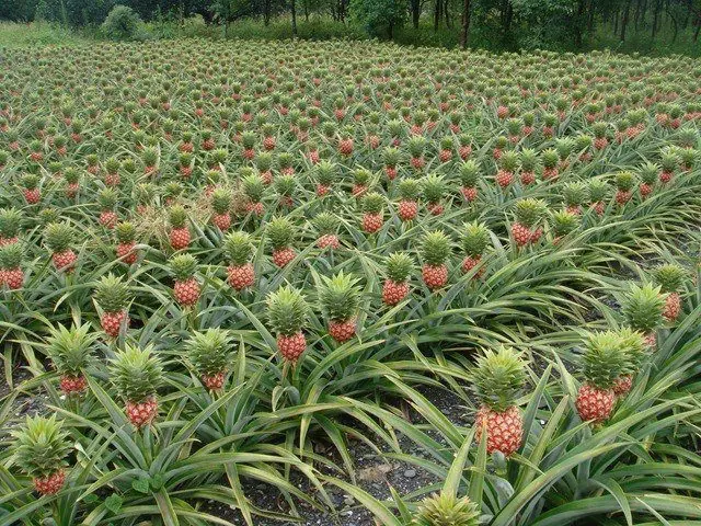 Piñas, el post que se merecen
