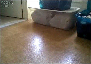 pibecrap