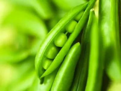 Pautas para el manejo del cultivo de arveja