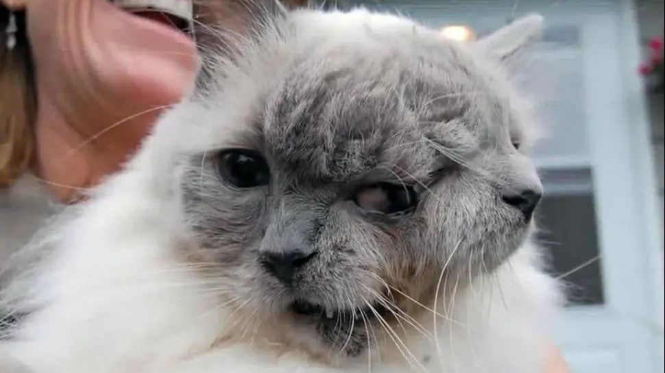 lince