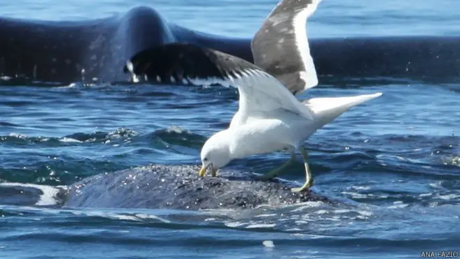 Ballenas Evitan que las Gaviotas se las Coman Vivas