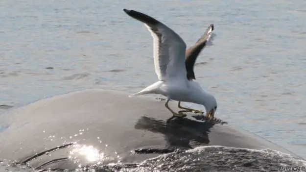 ballenas