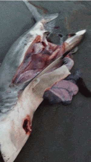 tiburones