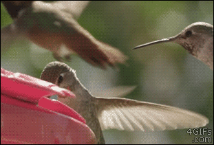 Gifs