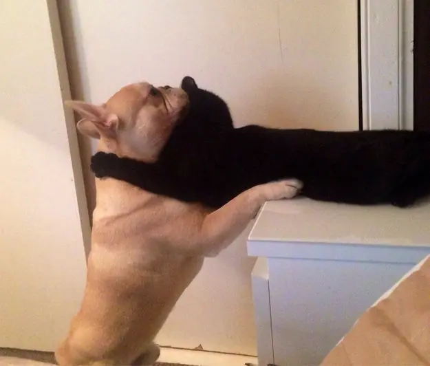 abrazos