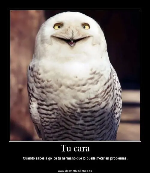 memes