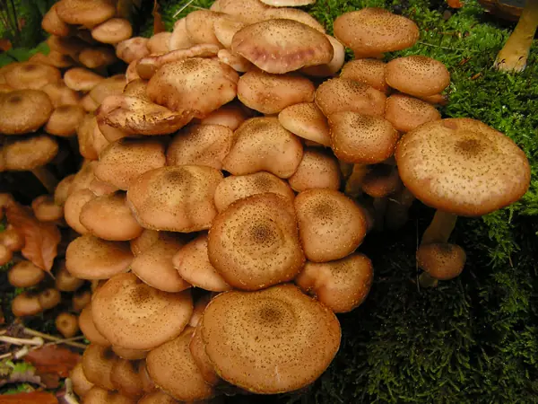 hongos