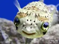 Venenos en el Mundo, los 10 animales mas peligrosos