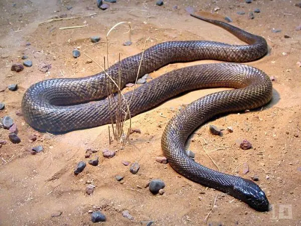 Venenos en el Mundo, los 10 animales mas peligrosos