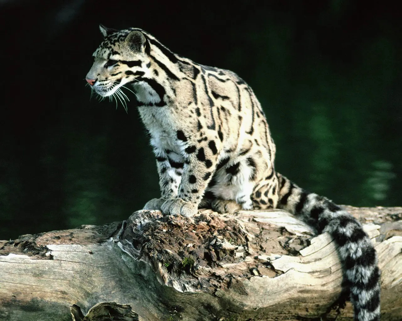 ¡Se extinguio el Leopardo Nublado!