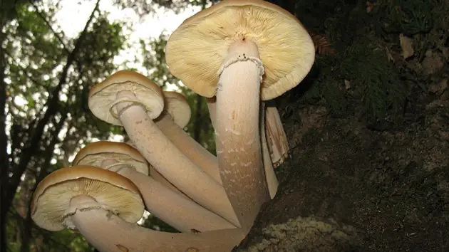 arboles