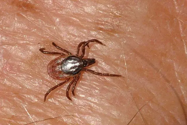 garrapata