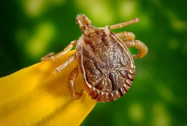 Terrorífico Animal que te Vuelve Vegetariano si te muerde