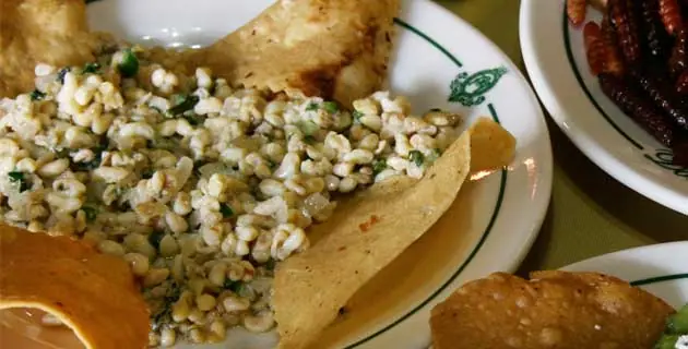 Crea tu propia Granja de moscas y bon appetit