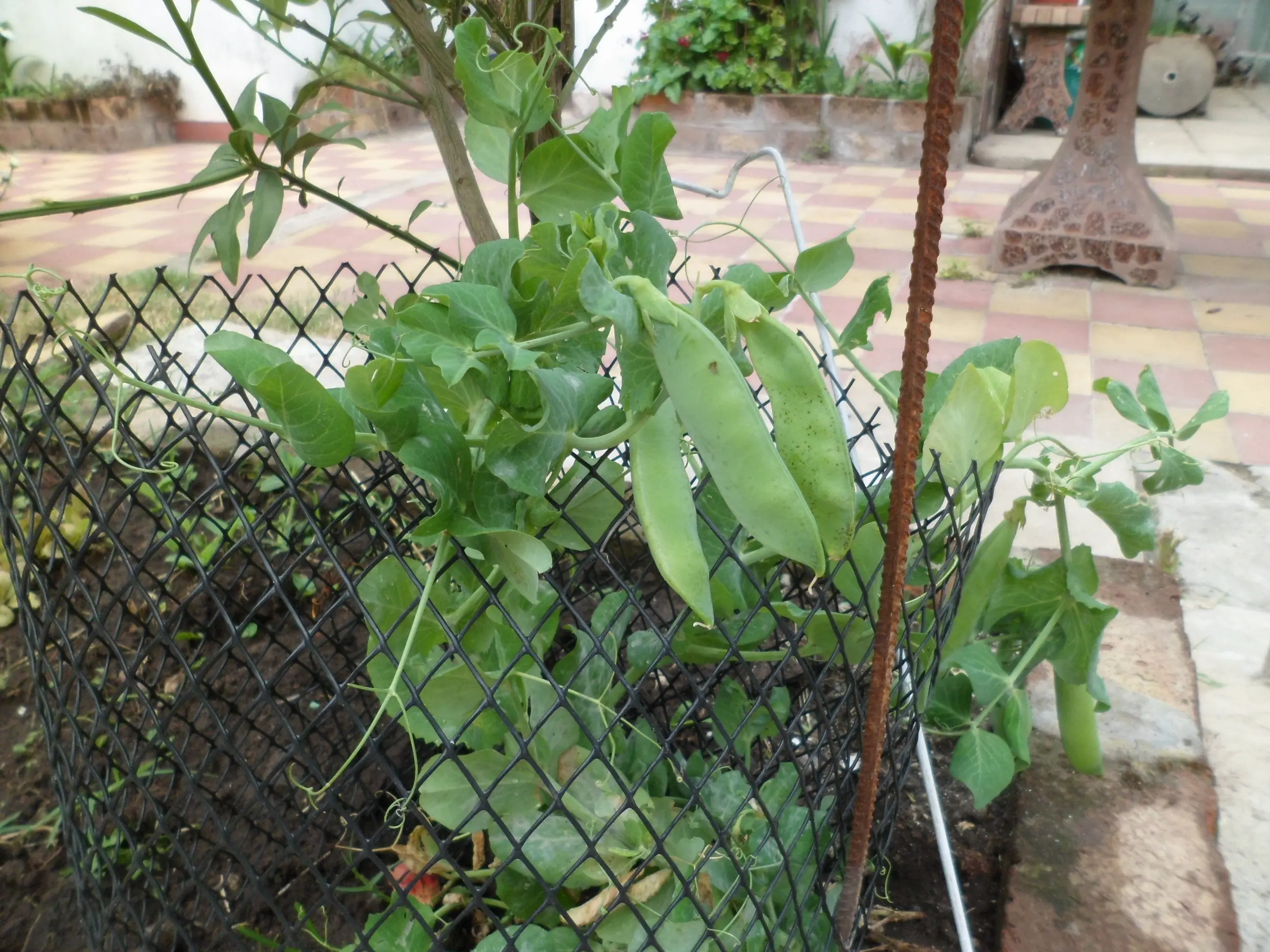 Mi huerta (Parte 11)