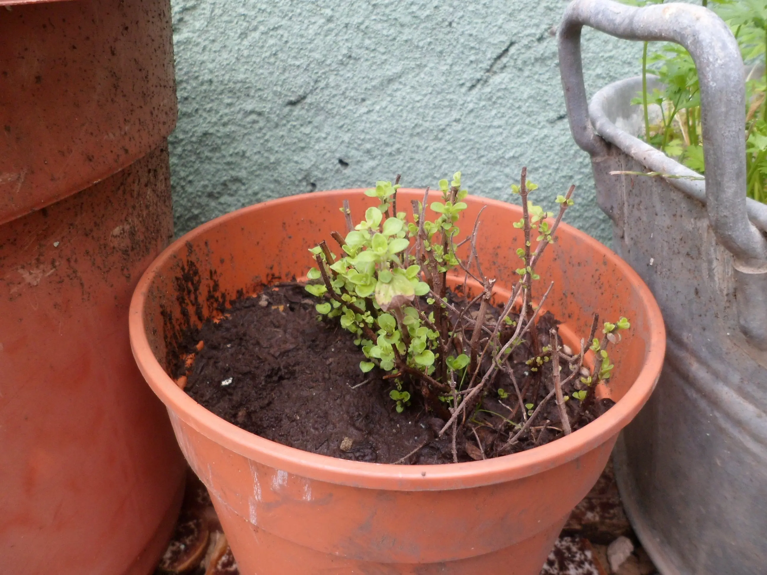 Mi huerta (Parte 11)