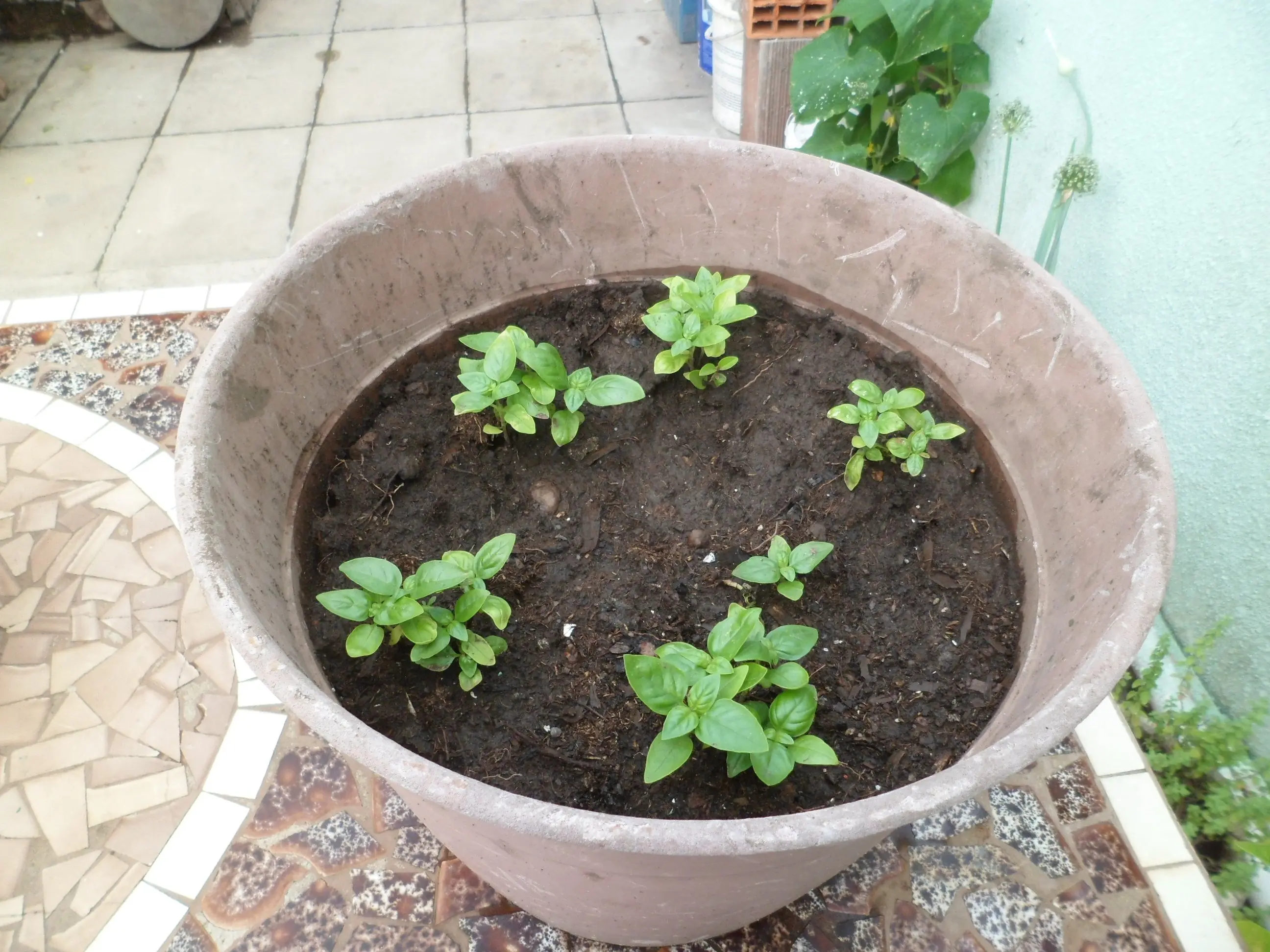 Mi huerta (Parte 11)