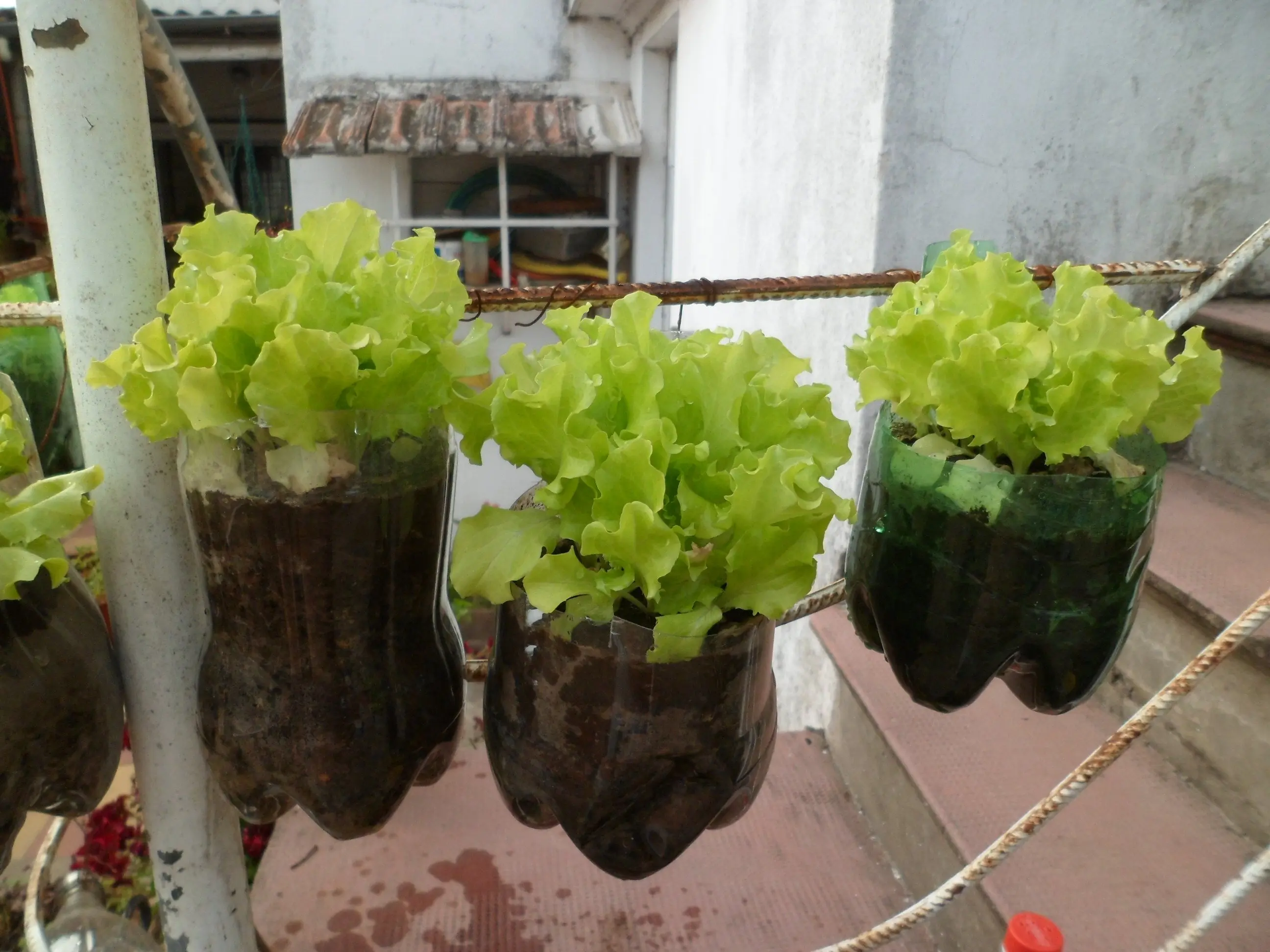 Mi huerta (Parte 11)