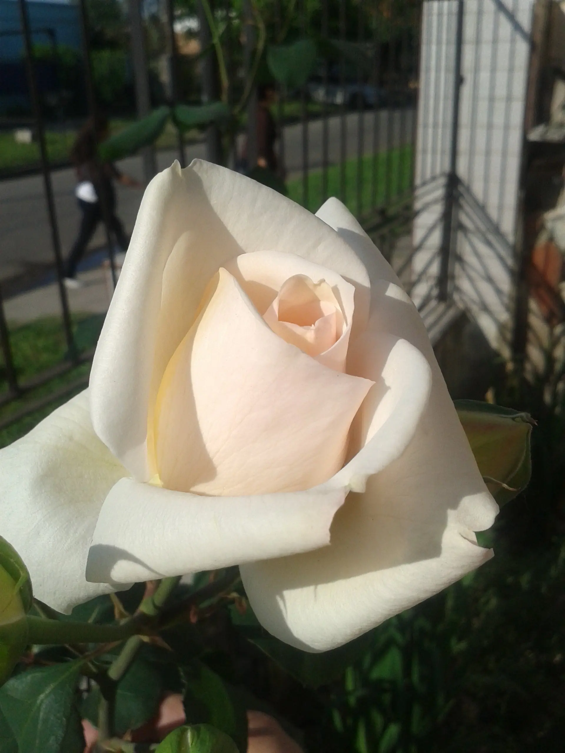 Mi huerta (Parte 11)