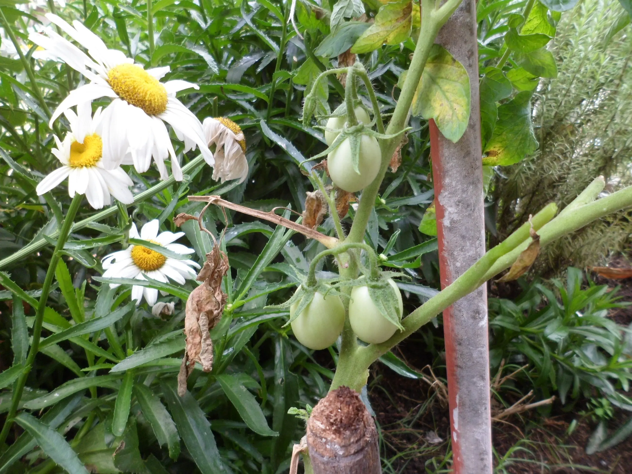 Mi huerta (Parte 11)