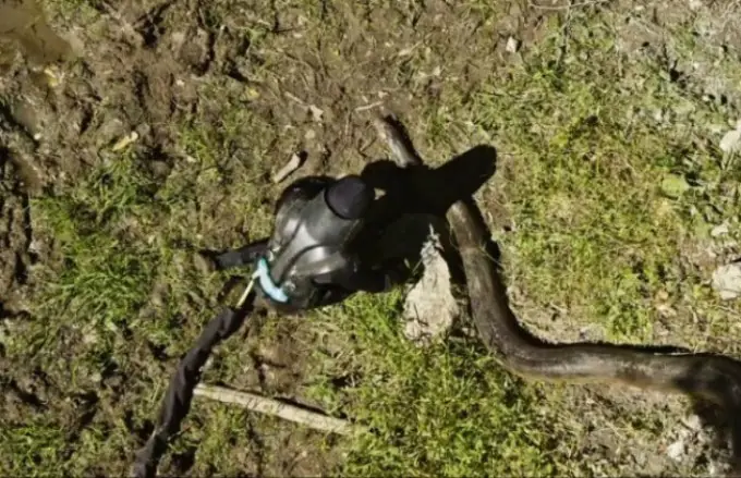 anaconda