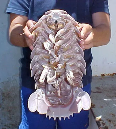 gigantescos bichos