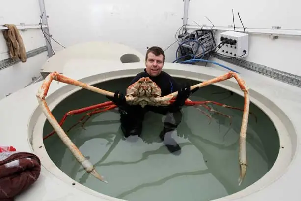 Sorpréndete 25 Gigantescos bichos de tamaño desproporciona