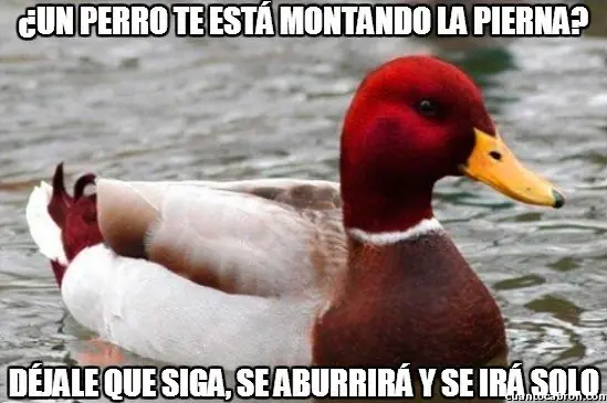 el Pato mal consejero +9 si te reis