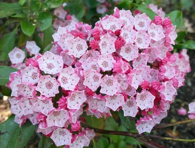 7 flores hermosas, pero terriblemente peligrosas