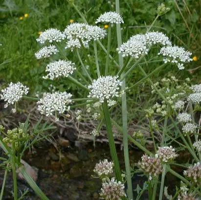 flores