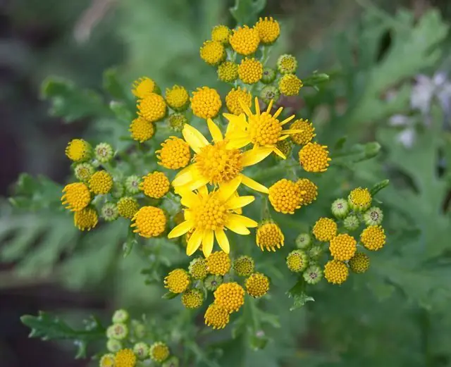 flores