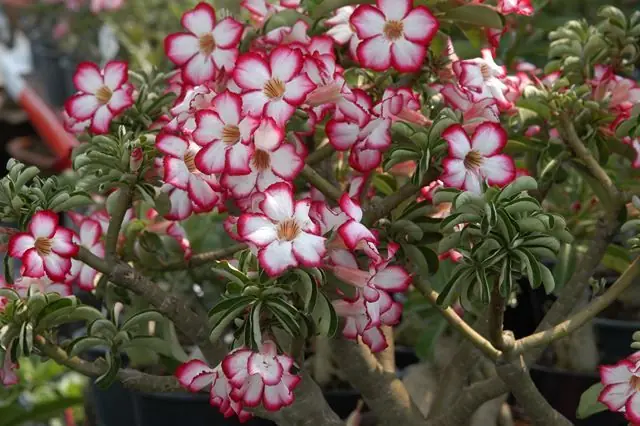 7 flores hermosas, pero terriblemente peligrosas