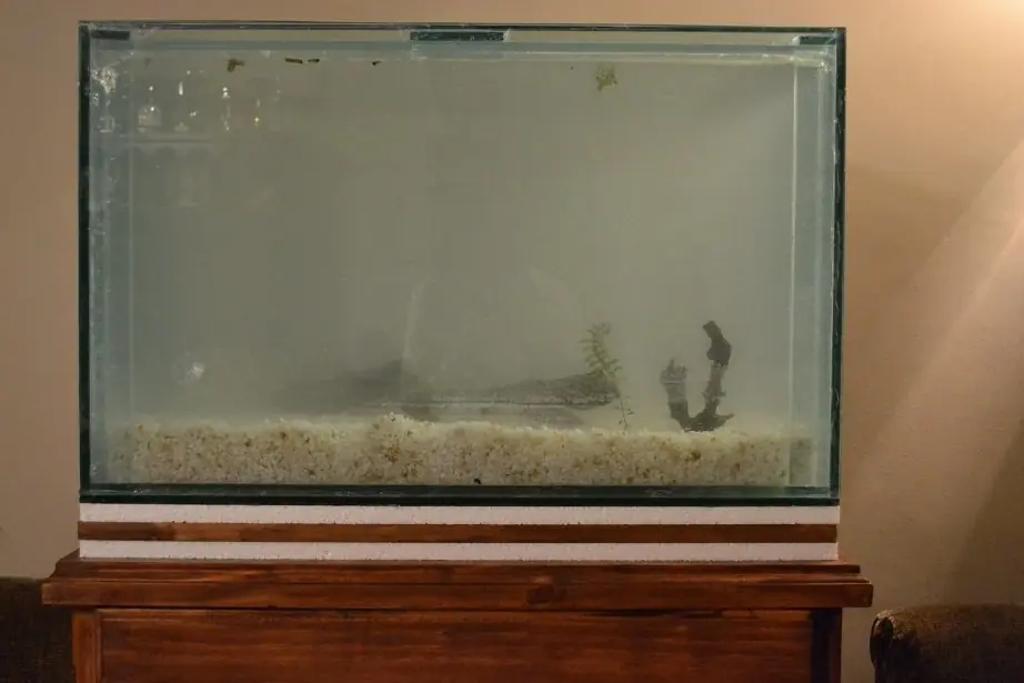 peces