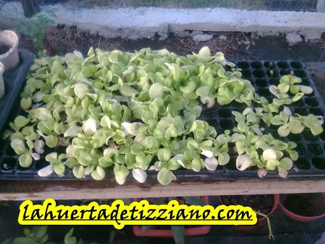 huerta huerta