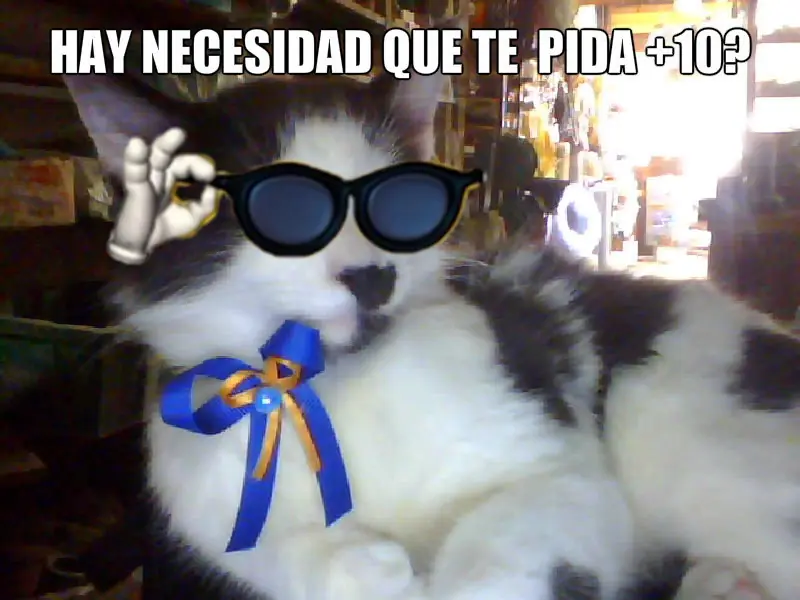 monos para gatos