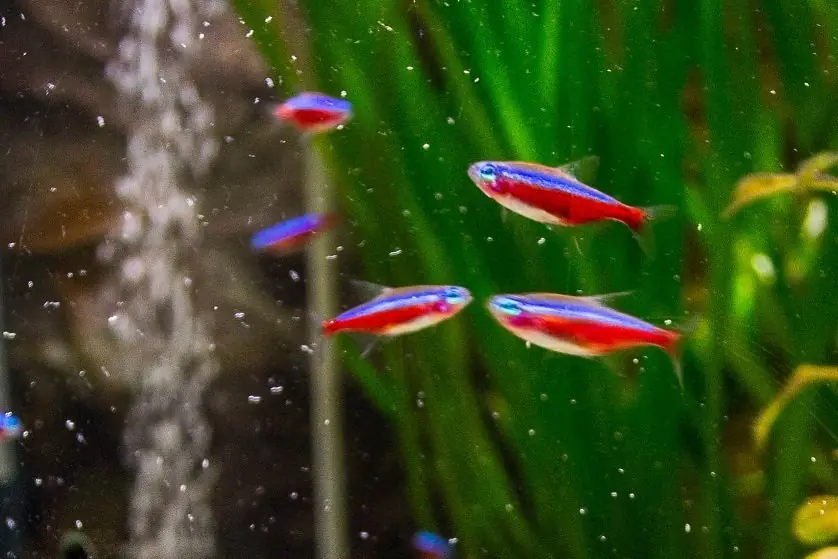 Acuario Acuario