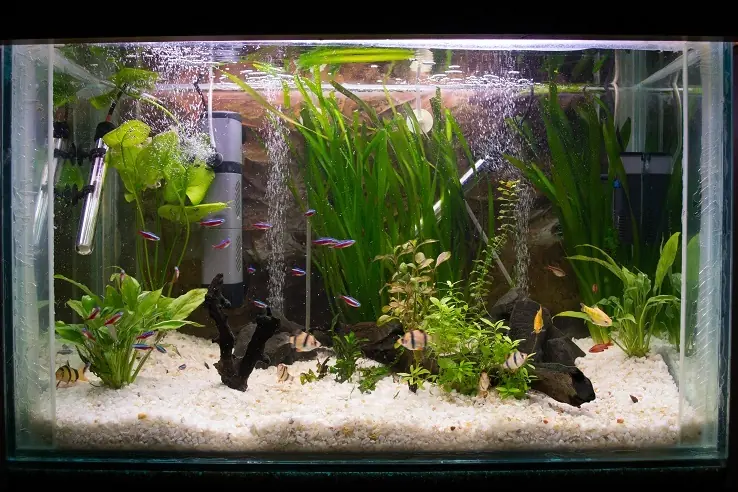 tank