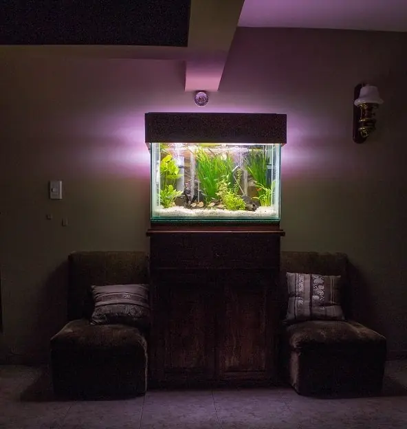peces