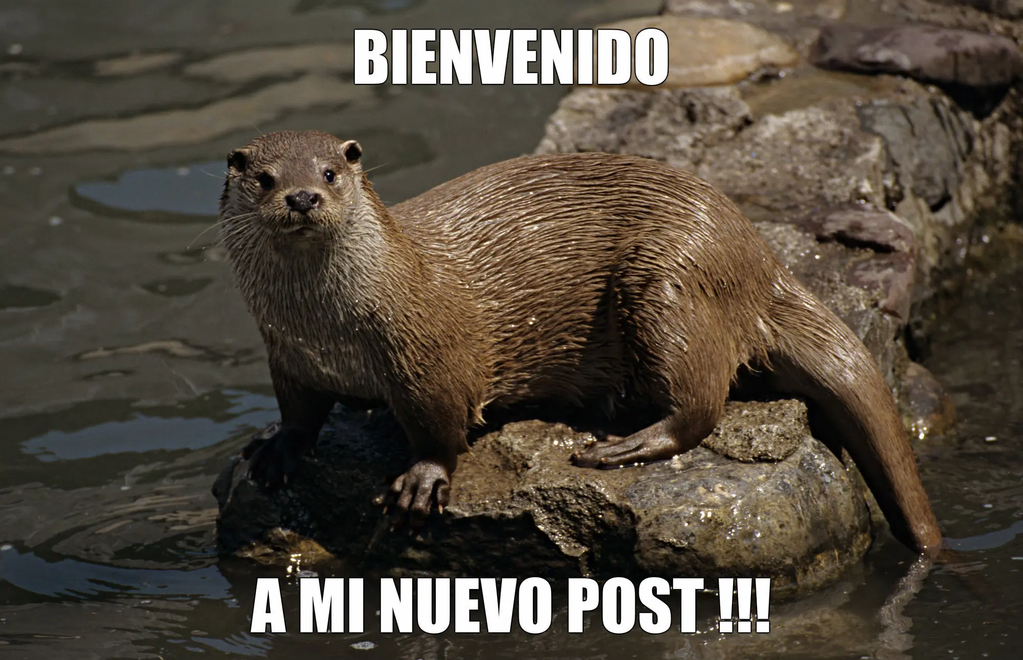 Encontré al Comandante en Steam y te lo muestro!